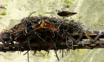 Osprey, visarend, op zijn nest bij Illooet